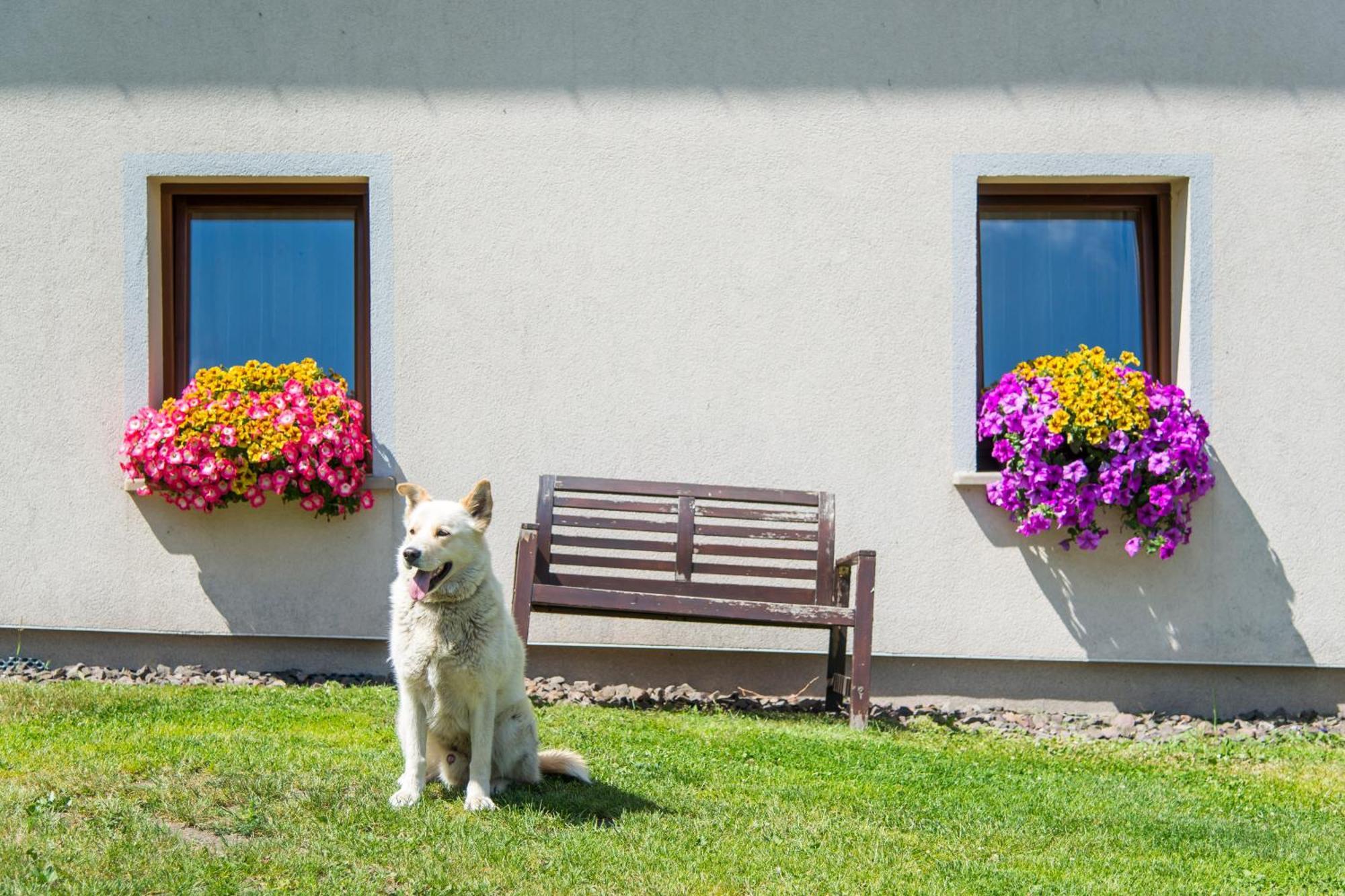 Agroturystyka "Pograniczna" Ober Wüstegiersdorf Esterno foto